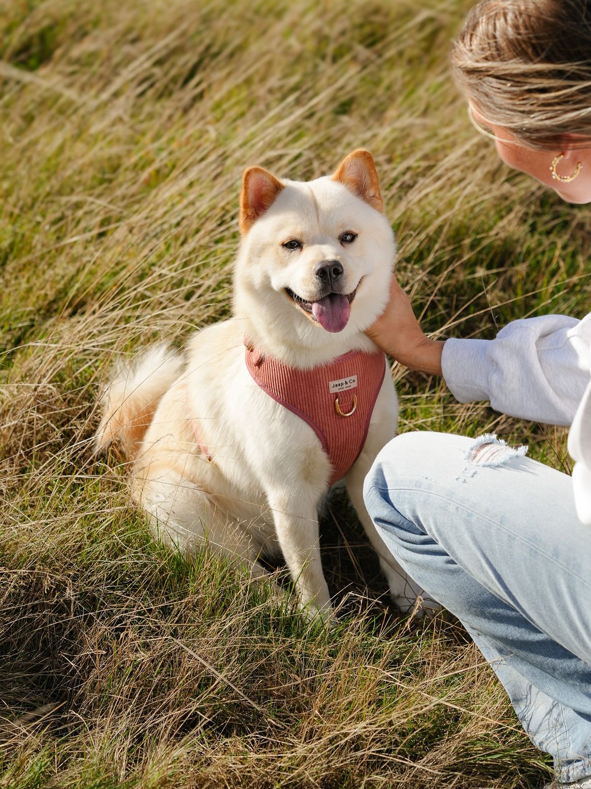 Dog wearing a pink harness sitting in grass with a person petting it